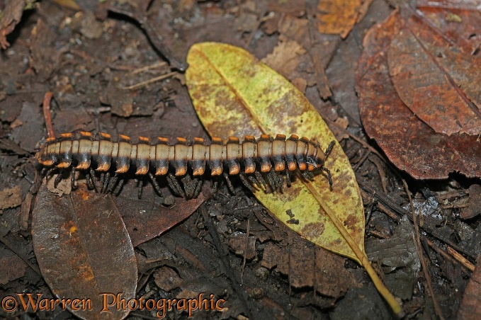 Forest Millipede, Monteverde, Costa Rica