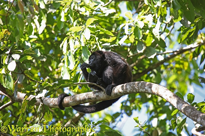 Mantled Howler Monkey (Alouatta palliata) male resting on a branch