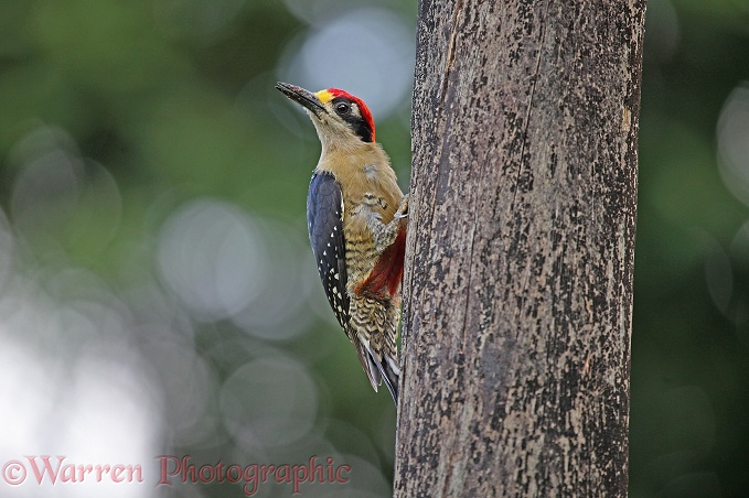 Black-cheeked Woodpecker (Melanerpes pucherani) at nest hole