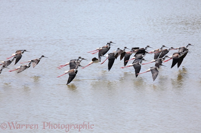 Black-necked Stilt (Himantopus mexicanus) flock over salt lagoon