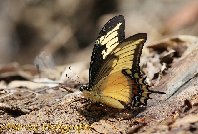 Swallowtail butterfly (Papilio species)
