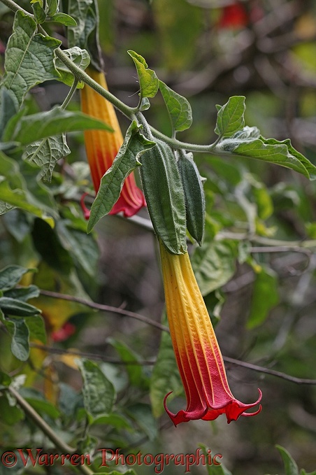 Red Angel's Trumpet (Brugmansia sanguinea).  Costa Rica