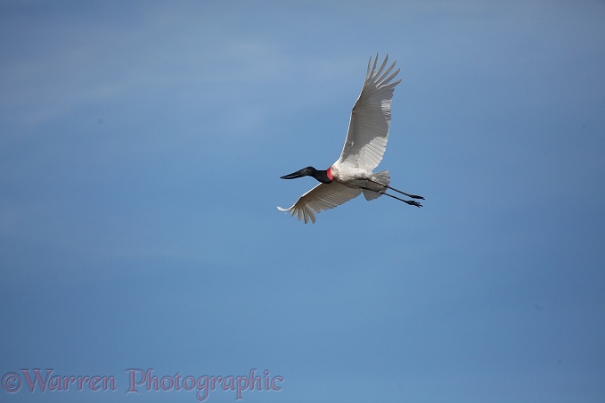 Jabiru (Jabiru mycteria) male in flight