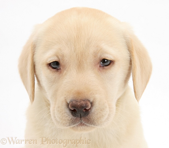 Yellow Labrador Retriever pup, 7 weeks old, white background