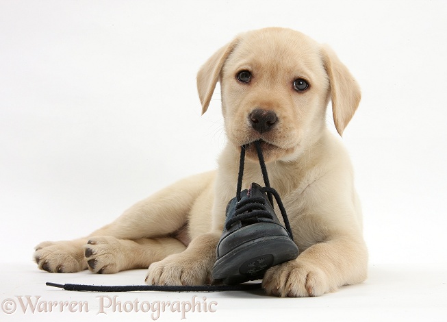 Yellow Labrador Retriever pup, 8 weeks old, chewing a child's shoe, white background