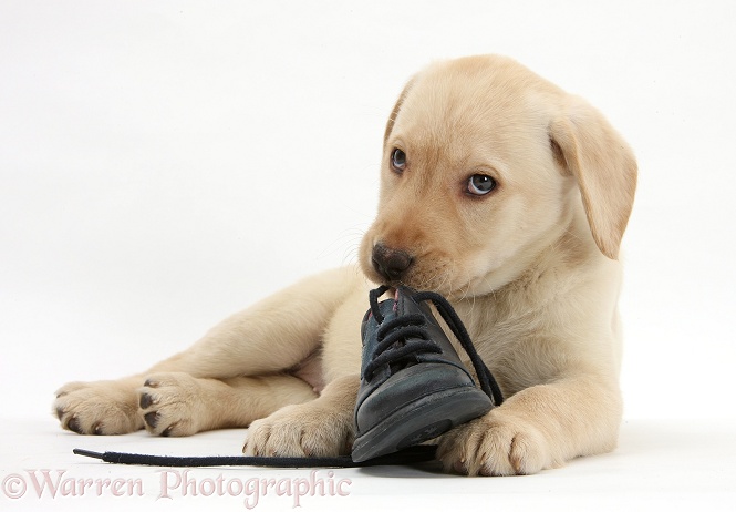 Yellow Labrador Retriever pup, 8 weeks old, chewing a child's shoe, white background