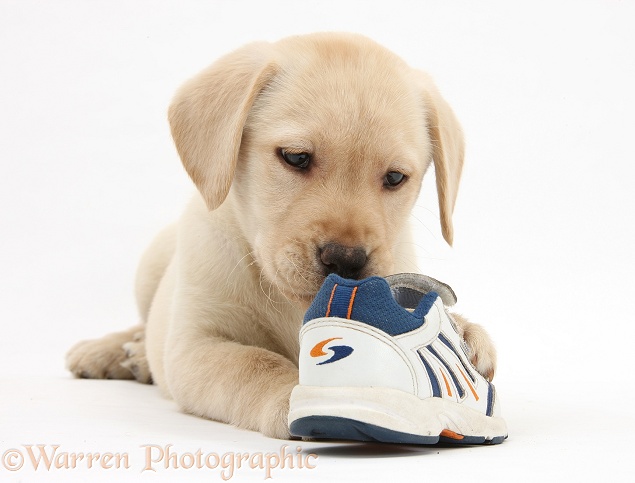 Yellow Labrador Retriever pup, 8 weeks old, chewing a child's shoe, white background