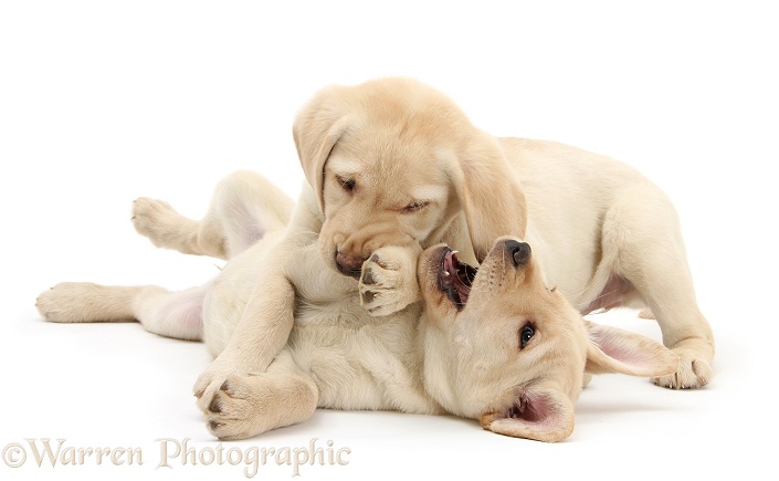 Yellow Labrador Retriever puppies, 9 weeks old, play-fighting, white background