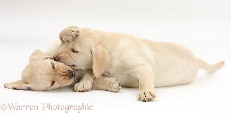 Yellow Labrador Retriever puppies, 9 weeks old, play-fighting, white background