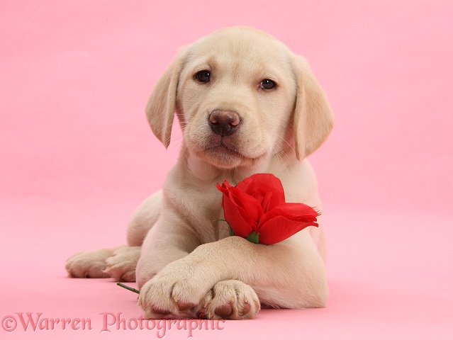 Yellow Labrador Retriever bitch pup, 10 weeks old, with a red rose and crossed paws