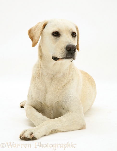Yellow Labrador bitch, Lucy, white background