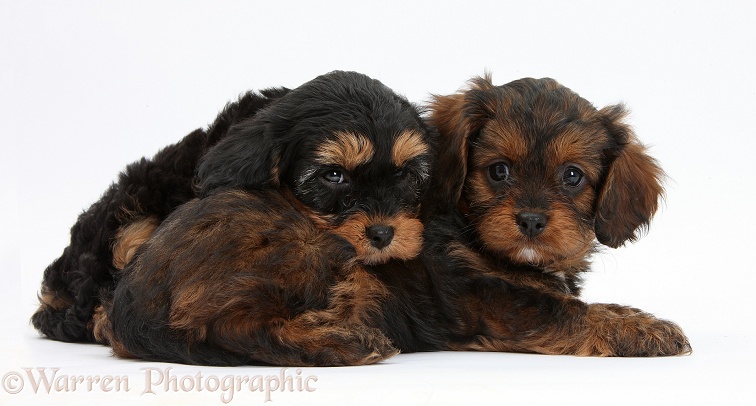 Black-and-tan Cavapoo pups, white background