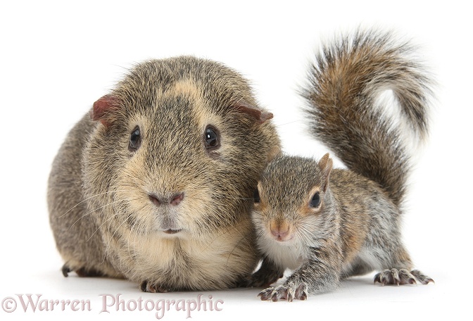 Young Grey Squirrel and Guinea pig, white background