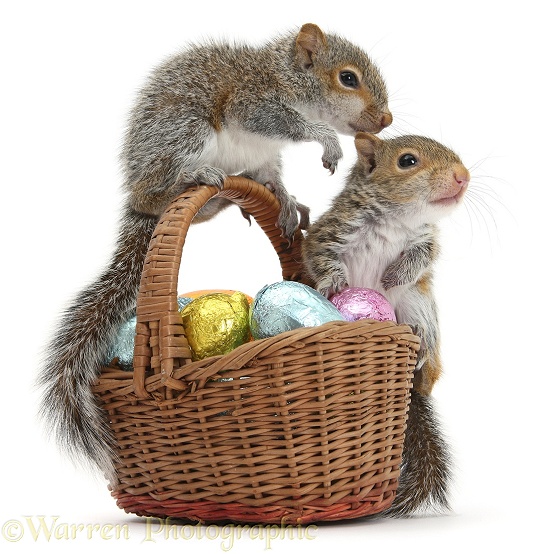 Young Grey Squirrels (Sciurus carolinensis) with wicker basket of Easter eggs, white background