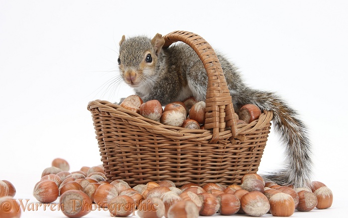 Young Grey Squirrel (Sciurus carolinensis) with wicker basket of hazel nuts, white background