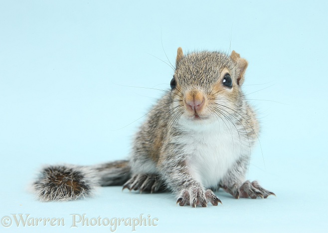 Baby Grey Squirrel (Sciurus carolinensis) on blue background