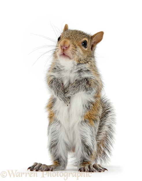 Young Grey Squirrel (Sciurus carolinensis) standing up, white background