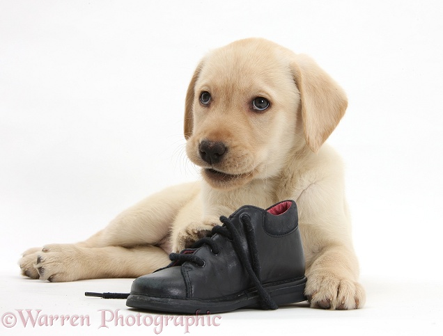 Yellow Labrador Retriever pup, 8 weeks old, with a child's shoe, white background