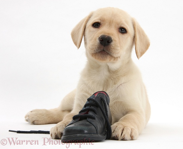 Yellow Labrador Retriever pup, 8 weeks old, with a child's shoe, white background