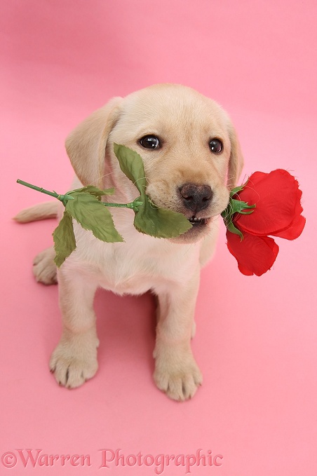 Yellow Labrador Retriever bitch pup, 10 weeks old, holding a red rose and looking up