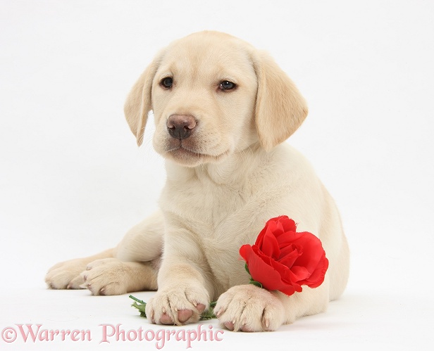 Yellow Labrador Retriever bitch pup, 10 weeks old, lying with a red rose, white background