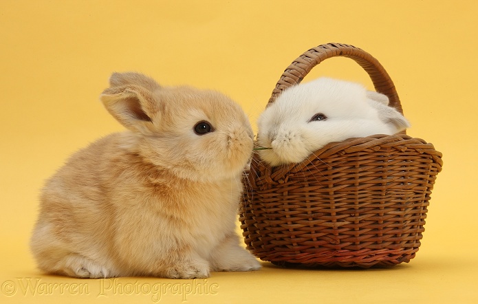 Cute young Sandy and white rabbits with wicker basket on yellow background