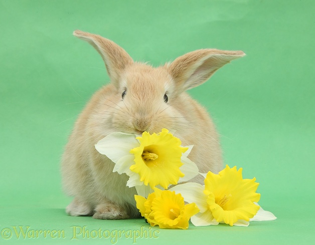 Young sandy rabbit eating daffodils on green background