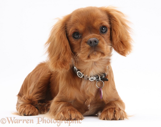 Ruby Cavalier King Charles Spaniel pup, Flame, 12 weeks old, wearing a fancy collar, white background
