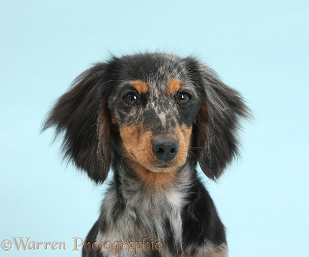 Tricolour merle Dachshund, Puzzel, 6 months old, on blue background