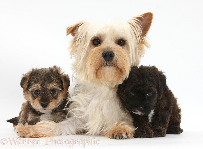 Yorkie mother, Evie, with Yorkipoo pups, 6 weeks old, white background