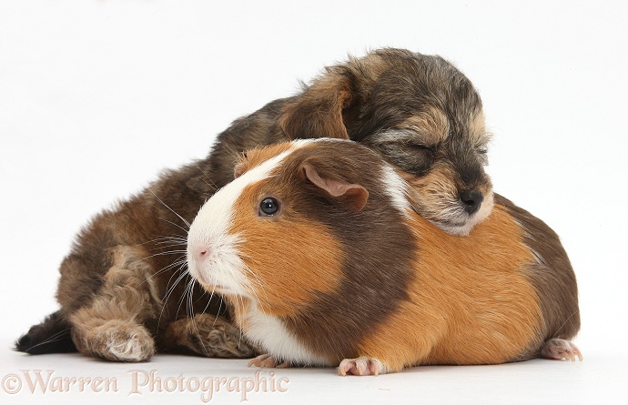 Sleepy Yorkipoo pup, 6 weeks old, with Guinea pig, white background