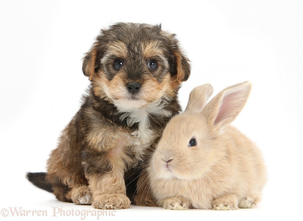 Yorkipoo pup, 6 weeks old, with baby sandy rabbit, white background