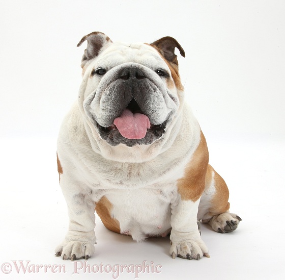 Bulldog with tongue out, white background