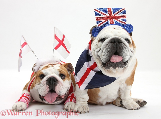 British Bulldogs in union jack and England costume, white background
