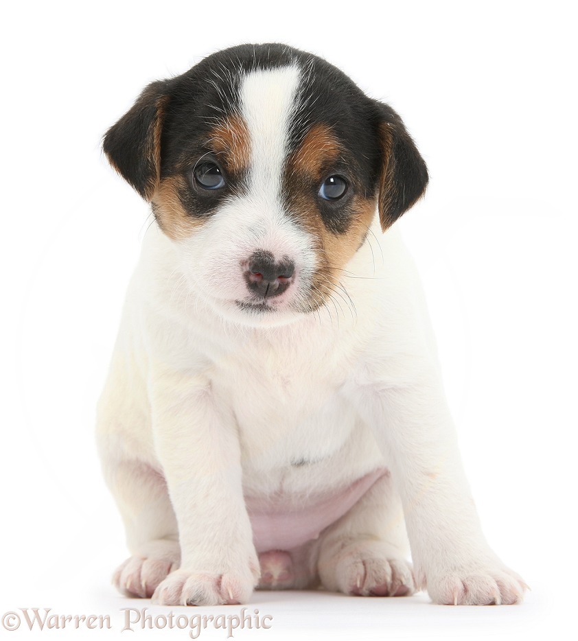 Jack Russell Terrier puppy, 4 weeks old, white background