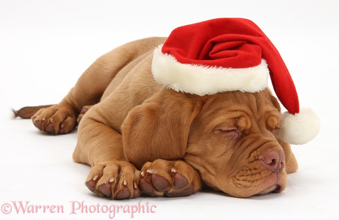 Dogue de Bordeaux puppy, Freya, 10 weeks old, sleeping with Father Christmas hat on, white background