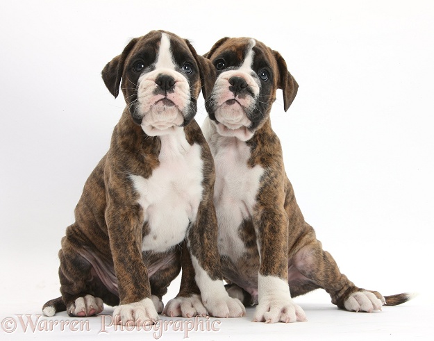 Two Boxer puppies sitting, white background