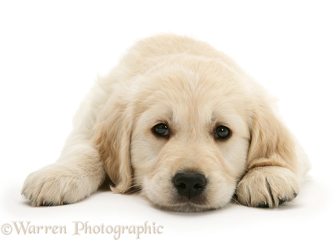 Golden Retriever pup lying with chin on the floor, white background