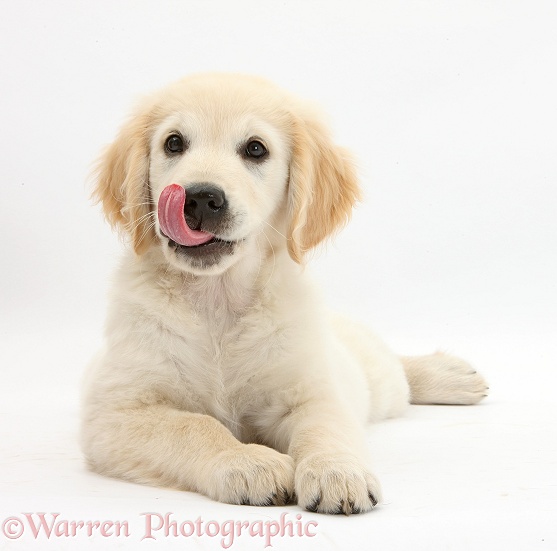 Golden Retriever dog pup, Oscar, 3 months old, licking his lips, white background