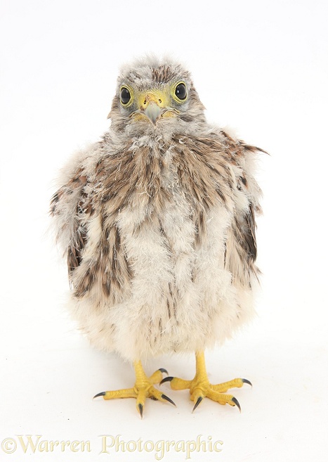 Baby Kestrel (Falco tinnunculus) chick, white background