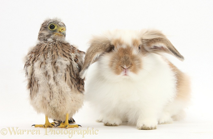 Baby Kestrel (Falco tinnunculus) chick and young brown-and-white rabbit, white background