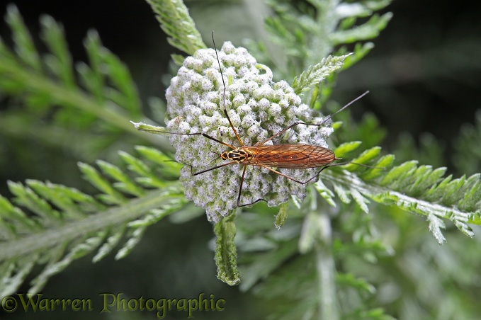 Tiger Cranefly (Nephrotoma flavescens) female