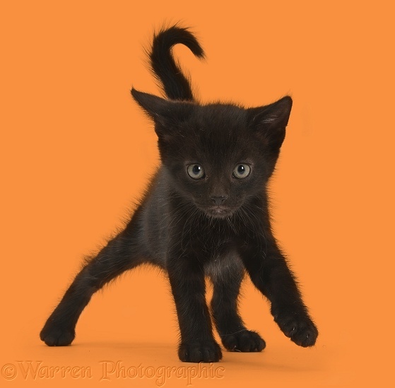 Black male kitten, Buxie, 6 weeks old, walking cautiously, white background