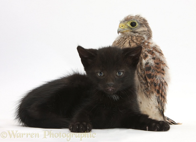 Baby Kestrel (Falco tinnunculus) chick and black male kitten, Buxie, 6 weeks old, white background