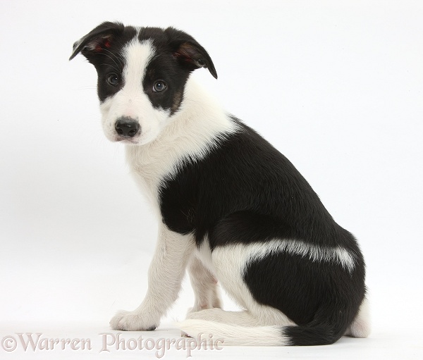 Black-and-white Border Collie pup looking over his shoulder, white background