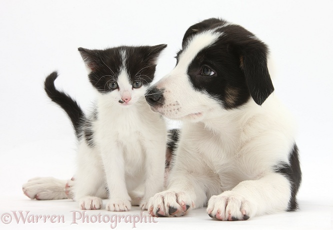 Black-and-white Border Collie pup and kitten, white background