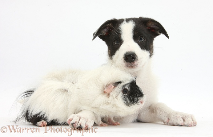 Black-and-white Border Collie pup and Guinea pig, white background