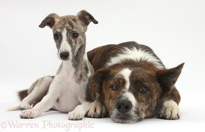 Brindle-and-white Whippet pup, Cassie, 9 weeks old, with mongrel dog, Brec, white background