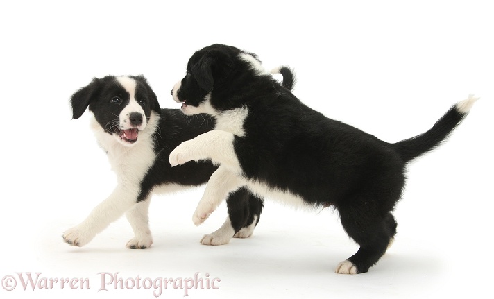 Playful black-and-white Border Collie pups, 6 weeks old, white background