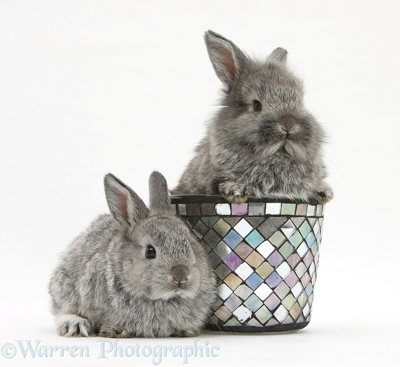 Young Silver Lionhead rabbits and decorative flowerpot, white background